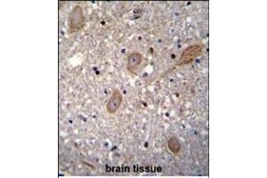 BTRC Antibody (N-term) (ABIN655814 and ABIN2845238) immunohistochemistry analysis in formalin fixed and paraffin embedded human brain tissue followed by peroxidase conjugation of the secondary antibody and DAB staining. (BTRC Antikörper  (N-Term))