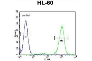 ADA Antibody (C-term) flow cytometric analysis of HL-60 cells (right histogram) compared to a negative control cell (left histogram).