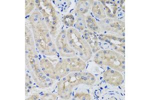 Immunohistochemistry of paraffin-embedded rat kidney using STK3 antibody at dilution of 1:100 (x40 lens). (STK3 Antikörper)