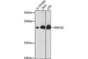 Western blot analysis of extracts of various cell lines, using RNF152 antibody (ABIN7270063) at 1:1000 dilution. (RNF152 Antikörper  (AA 100-200))