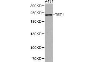 Western Blotting (WB) image for anti-Tet Methylcytosine Dioxygenase 1 (TET1) antibody (ABIN1875060) (TET1 Antikörper)