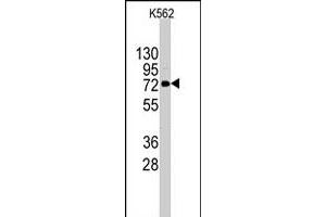 Western blot analysis of DDX4 polyclonal antibody  in K-562 cell line lysates (35 ug/lane). (DDX4 Antikörper  (C-Term))