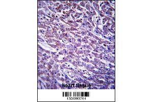 XIRP1 Antibody immunohistochemistry analysis in formalin fixed and paraffin embedded human heart tissue followed by peroxidase conjugation of the secondary antibody and DAB staining. (XIRP1 Antikörper  (C-Term))