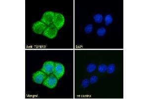 ABIN263177 Immunofluorescence analysis of paraformaldehyde fixed A431 cells, permeabilized with 0. (TGFBR3 Antikörper  (Internal Region))