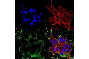 Immunocytochemistry/Immunofluorescence analysis using Mouse Anti-LRP4 (Extracellular) Monoclonal Antibody, Clone S207-27 . (LRP4 Antikörper  (AA 26-350) (APC))