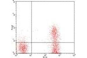 Image no. 1 for anti-CD3 (CD3) antibody (FITC) (ABIN473484) (CD3 Antikörper  (FITC))