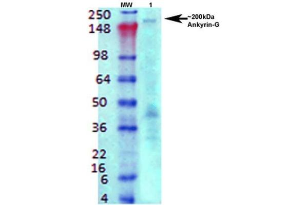 Ankyrin G antibody  (C-Term) (HRP)