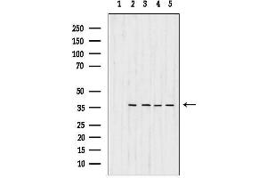 anti-Malate Dehydrogenase 1, NAD (Soluble) (MDH1) (C-Term) antibody