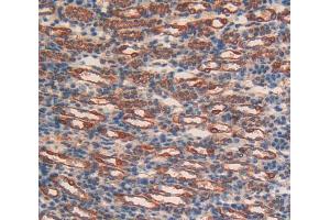 IHC-P analysis of Liver tissue, with DAB staining. (CD38 Antikörper  (AA 54-301))