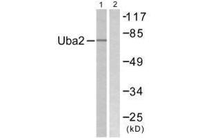 Western blot analysis of extracts from 293 cells, treated with UV (5 mins), using Uba2 antibody. (UBA2 Antikörper  (C-Term))