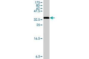 Western Blot detection against Immunogen (34. (RPL29 Antikörper  (AA 1-75))