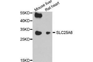 Western blot analysis of extract of mouse liver and rat heart cells, using SLC25A6 antibody. (SLC25A6 Antikörper)
