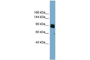 WB Suggested Anti-KIAA0317  Antibody Titration: 0. (AREL1 Antikörper  (N-Term))