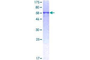 ATP6AP2 Protein (AA 1-350) (GST tag)