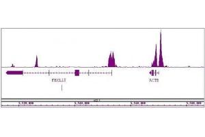 Histone H3K4me2 antibody (mAb) tested by ChIP-Seq. (Histone 3 Antikörper  (H3K4me2))