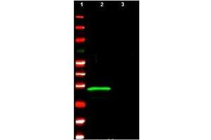 Anti-p29 ING4 polyclonal antibody detects ING4 protein by western blot. (ING4 Antikörper  (Isoform 1))