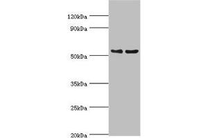 Western blot All lanes: Transcription factor EB antibody at 3 μg/mL Lane 1: Jurkat whole cell lysate Lane 2: Mouse brain tissue Secondary Goat polyclonal to rabbit IgG at 1/10000 dilution Predicted band size: 53, 44 kDa Observed band size: 53 kDa (TFEB Antikörper  (AA 1-220))
