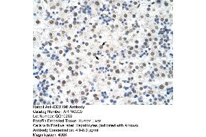 Rabbit Anti-DDX19B Antibody  Paraffin Embedded Tissue: Human Liver Cellular Data: Hepatocytes Antibody Concentration: 4. (DDX19B Antikörper  (N-Term))