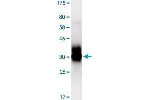 Image no. 1 for Tumor Necrosis Factor Receptor Superfamily, Member 10d, Decoy with Truncated Death Domain (TNFRSF10D) (AA 238-386) protein (His-DYKDDDDK-Strep II Tag) (ABIN3071467)