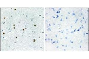 Immunohistochemistry analysis of paraffin-embedded human brain, using DCLK3 Antibody. (DCLK3 Antikörper  (AA 291-340))