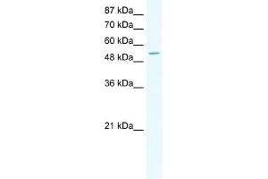 WB Suggested Anti-CPA1 Antibody Titration:  0. (CPA1 Antikörper  (N-Term))
