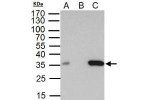 IP Image BRAF35 antibody immunoprecipitates BRAF35 protein in IP experiments. (HMG20B Antikörper)