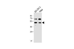 All lanes : Anti-FLOT1 Antibody (N-term) at 1:1000 dilution Lane 1: SK-OV-3 whole cell lysate Lane 2: Hela whole cell lysate Lysates/proteins at 20 μg per lane. (Flotillin 1 Antikörper  (N-Term))