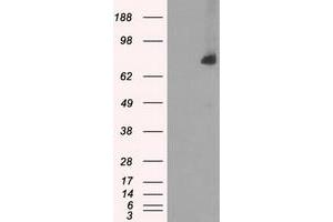 HEK293T cells were transfected with the pCMV6-ENTRY control (Left lane) or pCMV6-ENTRY POR (Right lane) cDNA for 48 hrs and lysed. (POR Antikörper)