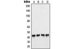 Western blot analysis of PAX5 expression in A549 (A), Raji (B), K562 (C), U937 (D) whole cell lysates.
