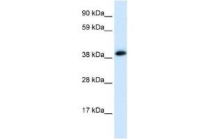 CHRNA1 antibody (70R-10559) used at 0. (CHRNA1 Antikörper  (C-Term))