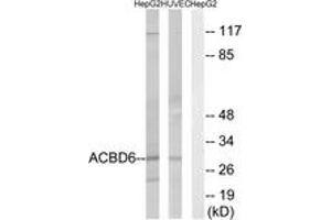 Western Blotting (WB) image for anti-Acyl-CoA Binding Domain Containing 6 (ACBD6) (AA 121-170) antibody (ABIN2890090) (ACBD6 Antikörper  (AA 121-170))