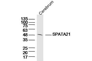 Mouse cerebrum lysates probed with SPATA21 Polyclonal Antibody, Unconjugated  at 1:300 dilution and 4˚C overnight incubation. (SPATA21 Antikörper  (AA 181-280))