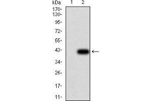 Western blot analysis using UCP2 mAb against HEK293 (1) and UCP2 (AA: 1-309)-hIgGFc transfected HEK293 (2) cell lysate.