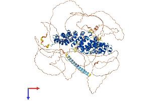 Plakophilin 4 Protein (PKP4) (AA 1-1192) (His tag)