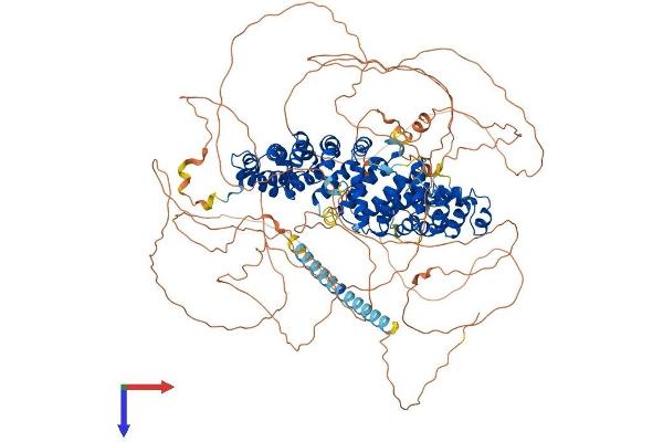 Plakophilin 4 Protein (PKP4) (AA 1-1192) (His tag)