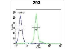 ATG14 Antibody (Center) (ABIN650664 and ABIN2849827) flow cytometric analysis of 293 cells (right histogram) compared to a negative control cell (left histogram). (ATG14 Antikörper  (AA 162-190))