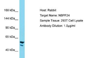 Host: Rabbit Target Name: NBPF24 Sample Tissue: Human 293T Whole Cell Antibody Dilution: 1ug/ml (NBPF11 Antikörper  (C-Term))