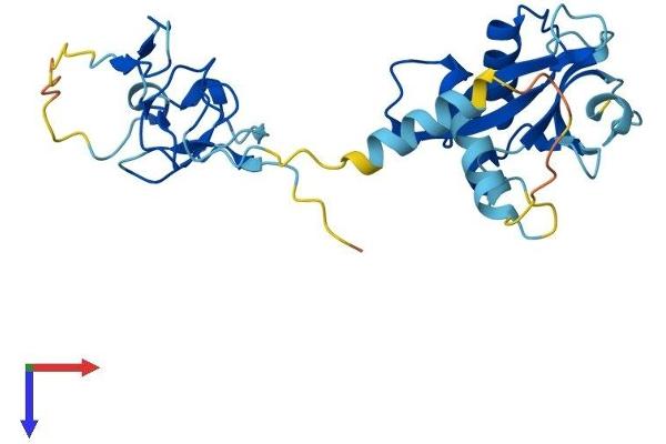 ZFAND1 Protein (AA 1-268) (His tag)