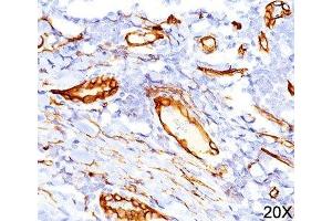 IHC testing of human tonsil (20X) stained with CD34 antibody (QBEnd/10). (CD34 Antikörper)
