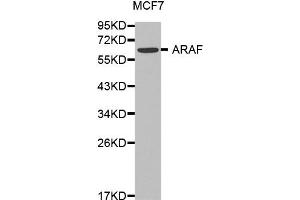 Western blot analysis of extracts of MCF7 cell lines, using ARAF antibody. (ARAF Antikörper)