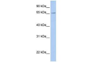 FXR2 antibody used at 1 ug/ml to detect target protein.