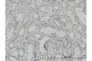 Immunoperoxidase of monoclonal antibody to CDKL1 on formalin-fixed paraffin-embedded human kidney. (CDKL1 Antikörper  (AA 259-358))