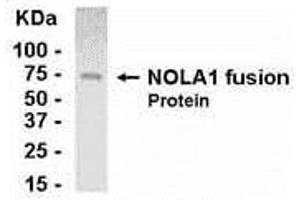 Western Blotting (WB) image for anti-GAR1 Ribonucleoprotein Homolog (Yeast) (GAR1) (AA 1-217) antibody (ABIN2468027) (GAR1 Antikörper  (AA 1-217))
