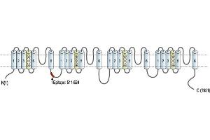 anti-Sodium Channel, Voltage-Gated, Type III, alpha Subunit (SCN3A) (AA 511-524), (Intracellular) antibody