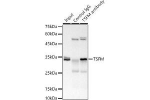 Immunoprecipitation analysis of 300 μg extracts of 293T cells using 3 μg TSFM antibody (ABIN7271021). (TSFM Antikörper)