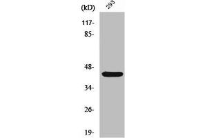 Western Blot analysis of 293 cells using Rad52 Polyclonal Antibody (RAD52 Antikörper)