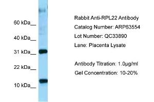 Western Blotting (WB) image for anti-Ribosomal Protein L22 (RPL22) (C-Term) antibody (ABIN2789542) (RPL22 Antikörper  (C-Term))