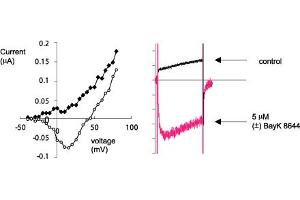 Left: I-V relation before (squares) and during (circles) bath perfusion of 5 μM (±)-Bay K8644 (ABIN7885716). ((±)-Bay K8644)
