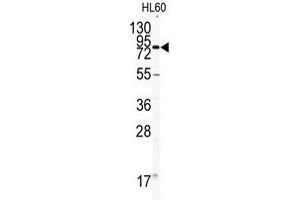 Western blot analysis of CD31 antibody (C-term) in HL60 cell line lysates (35ug/lane). (CD31 Antikörper  (C-Term))