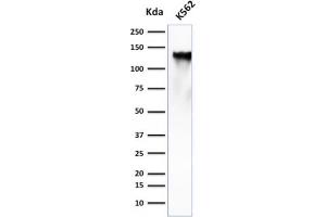 Western Blot Analysis of K562 cell lysate using CD43 Mouse Monoclonal Antibody (SPN/839). (CD43 Antikörper)